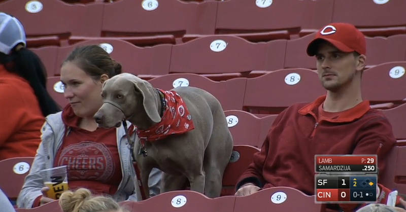 Illustration for article titled Six Good Dogs At The Reds Game